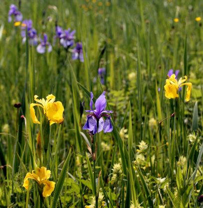 Grabenstätter Moos Irisblüte © Sepp Niederbuchner Grabenstätter Moos Irisblüte © Sepp Niederbuchner