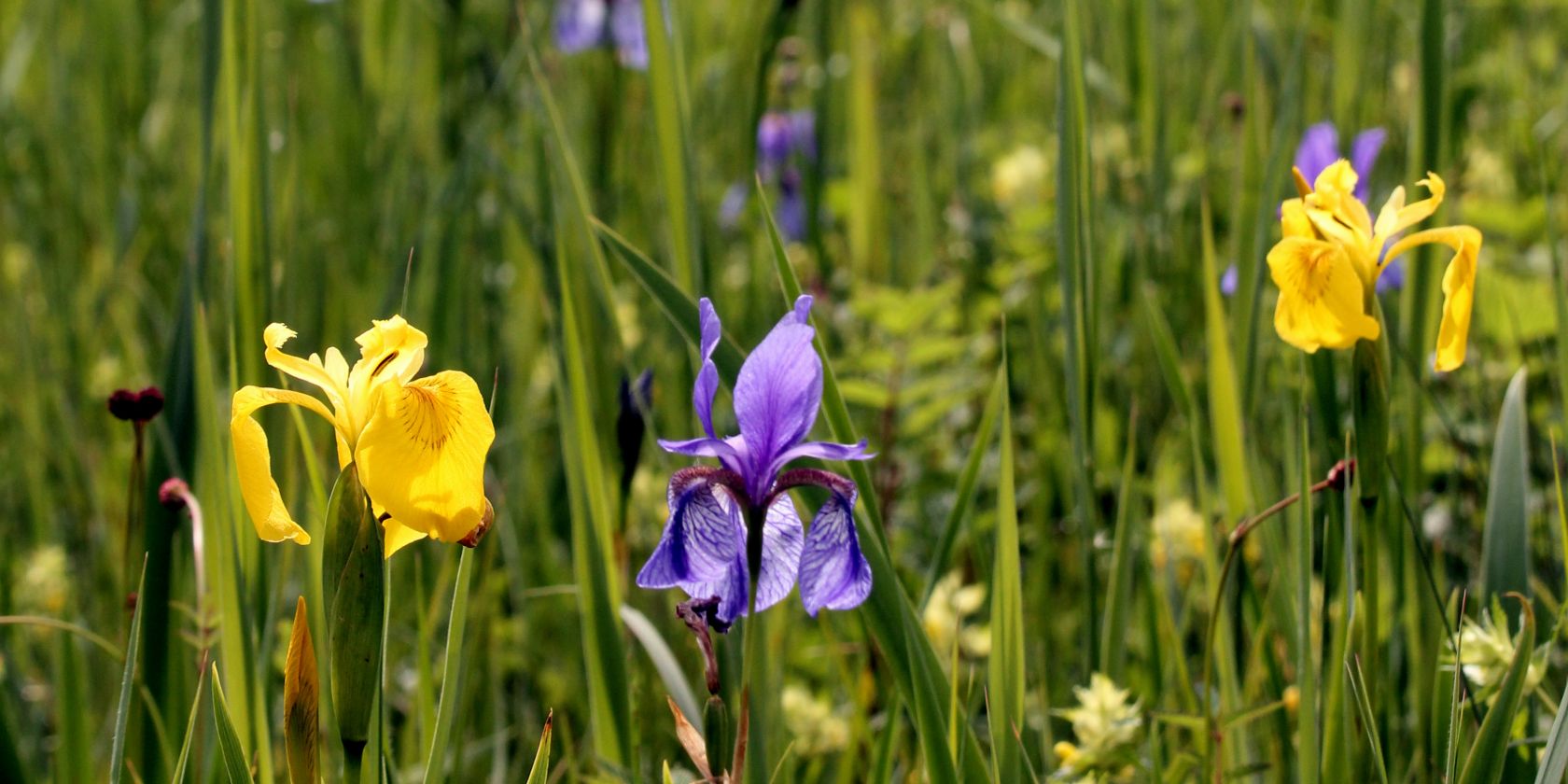 Grabenstätter Moos Irisblüte © Sepp Niederbuchner Grabenstätter Moos Irisblüte © Sepp Niederbuchner