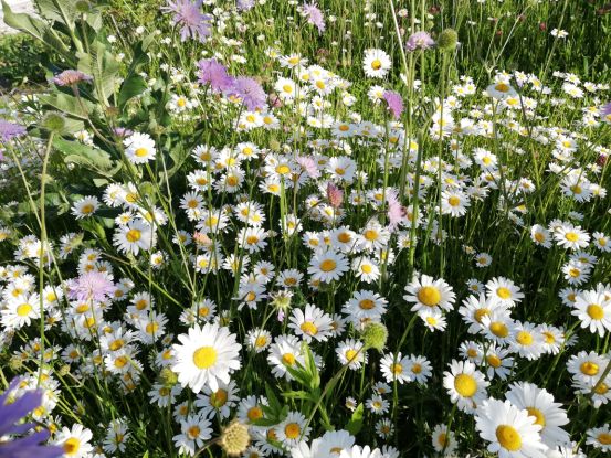 Blumenwiese