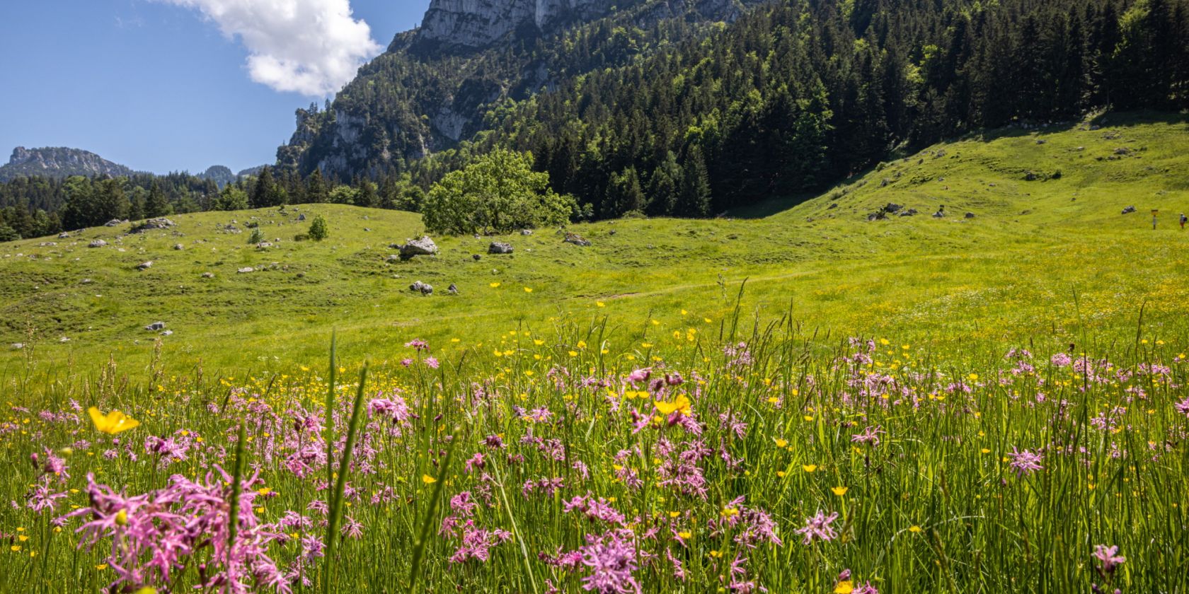 An der Weissen-Alm, © Tourist-Information Grassau