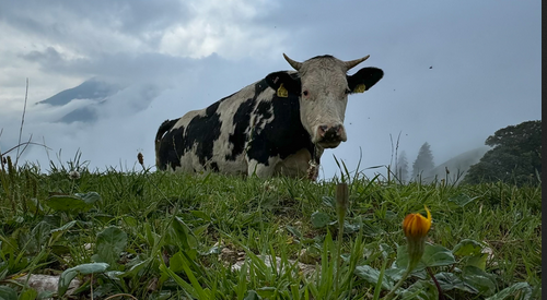 Fotografieren mit dem Smartphone - Tipps und Tricks von @dunja_lauber