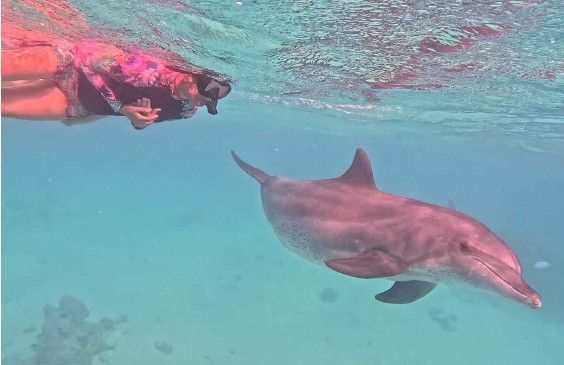 Delfin Herz Reise, &copy; Anita G&ouml;rlach