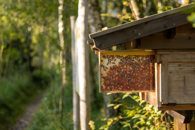 Zu Besuch im Bienenhaus