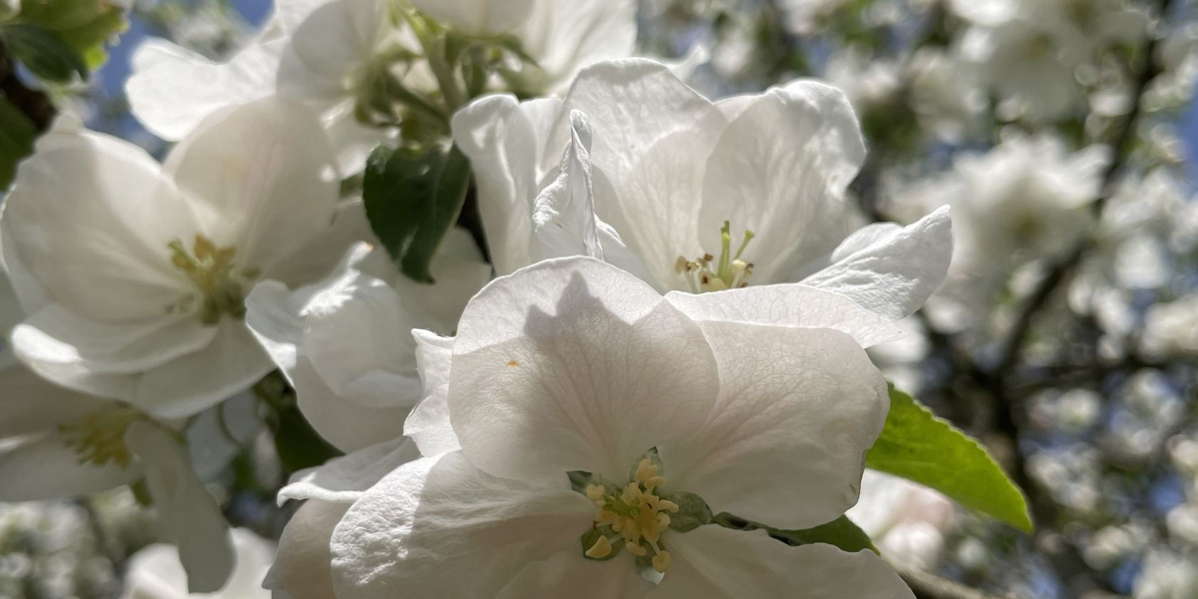 Landschaft, Natur, Garten, &copy; Julia Siglreitmeier