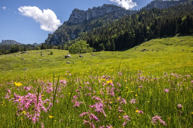 An der Weissen-Alm, © Tourist-Information Grassau