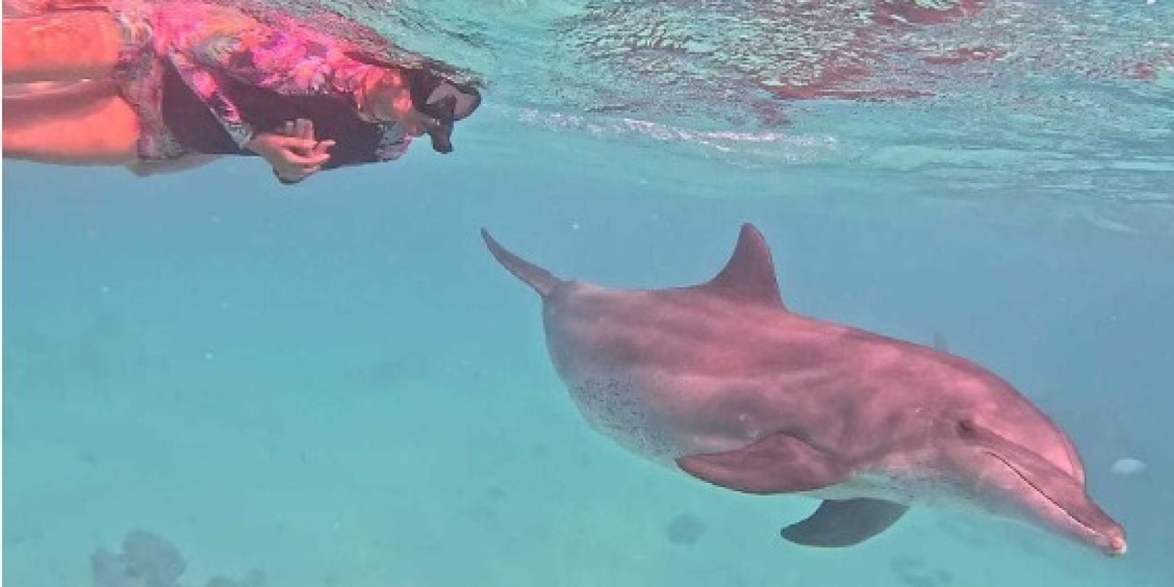 Delfin Herz Reise, &copy; Anita G&ouml;rlach