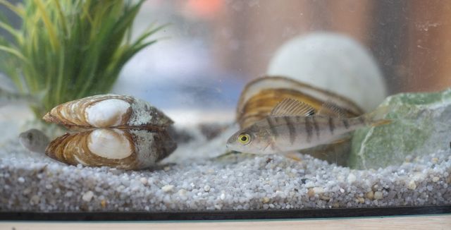 Muschel und Fisch, © Fischereifachberatung des Bezirks Oberbayern