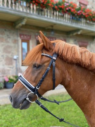 Geführtes Ponyreiten