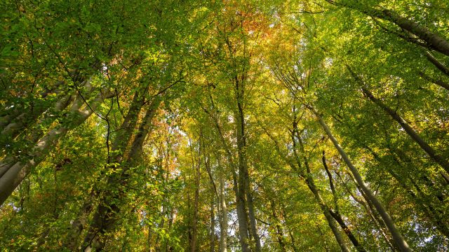 Workshop "Zwei Tage im Wald" mit Gabi Fietz-Bohleber, © Tourist-Info Waginger See / Richard Scheuerecker