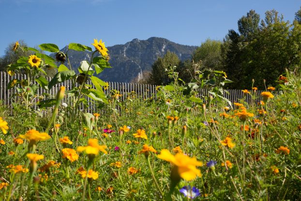 Sommerblumen im Inzeller Kurpark, © Inzeller Touristik GmbH