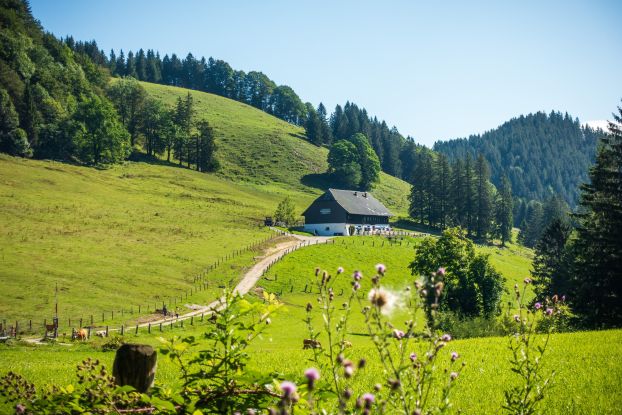 Musik auf der Hocherbalm, © Ruhpolding Tourismus KU
