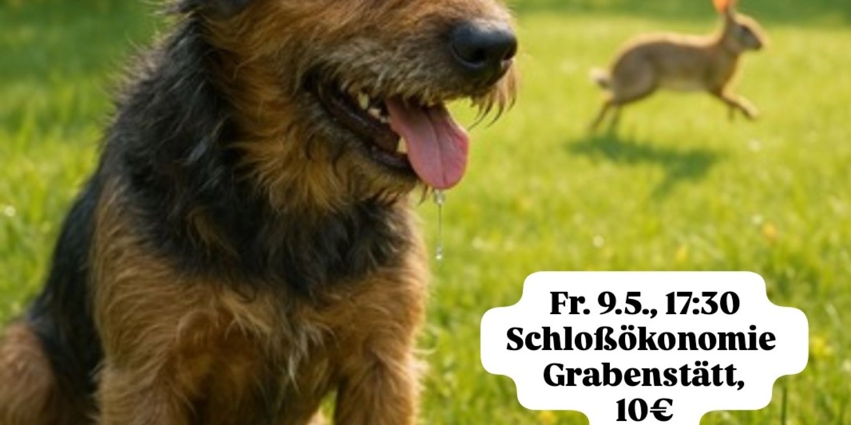 Hunde Ernährung Plakat 09.05.20252, © ©Hund e.V.