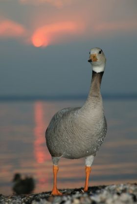 Geführte Vogelbeobachtung in Chieming