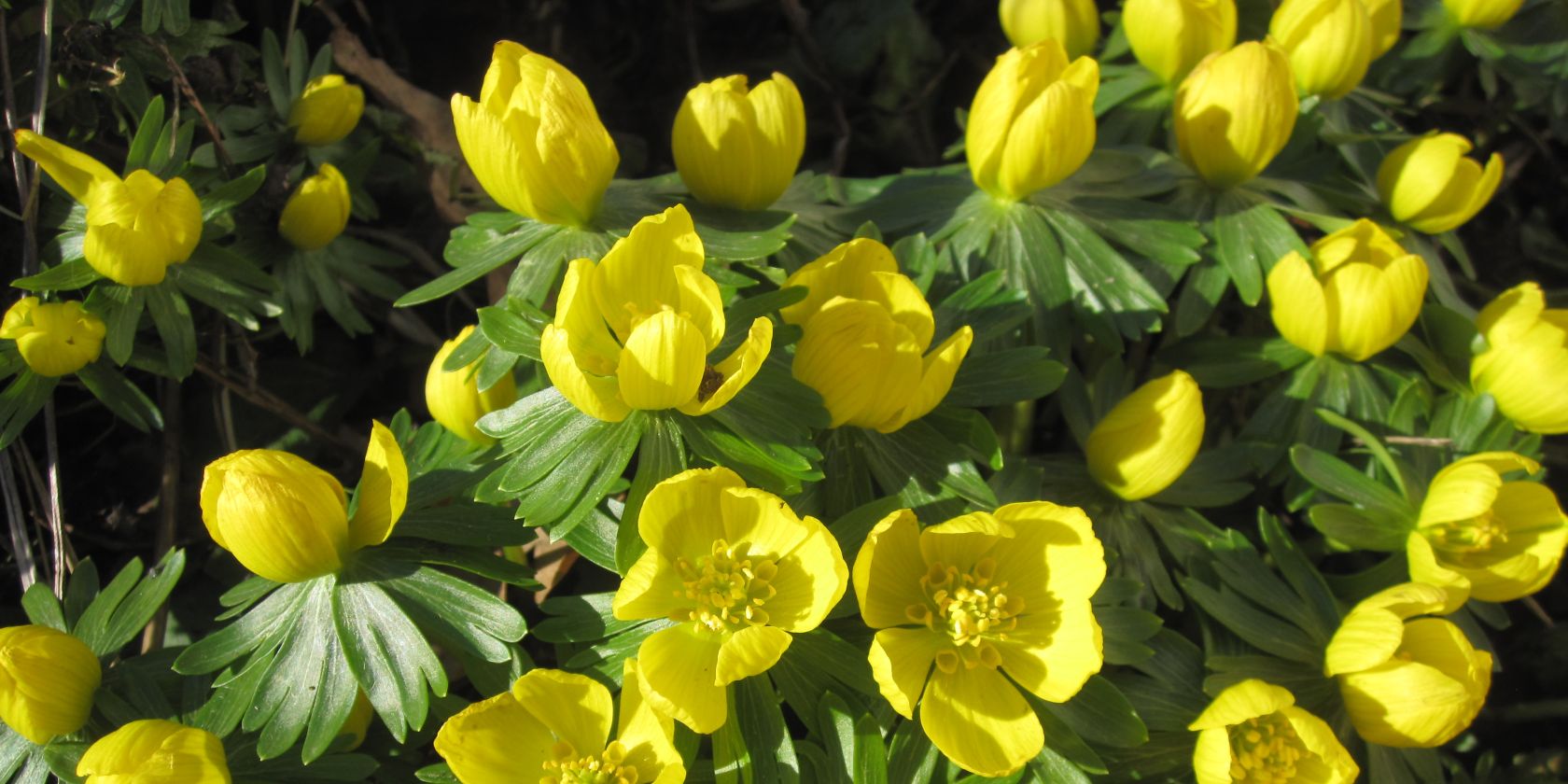 Winterlinge 2022 Querformat, &copy; Susanne Pfliegl