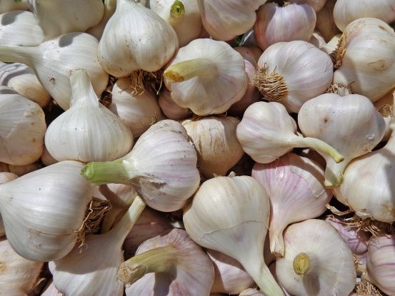 Knoblauch