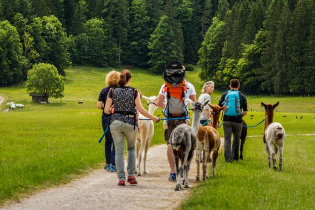 Alpakawanderung, © Inzeller Touristik GmbH