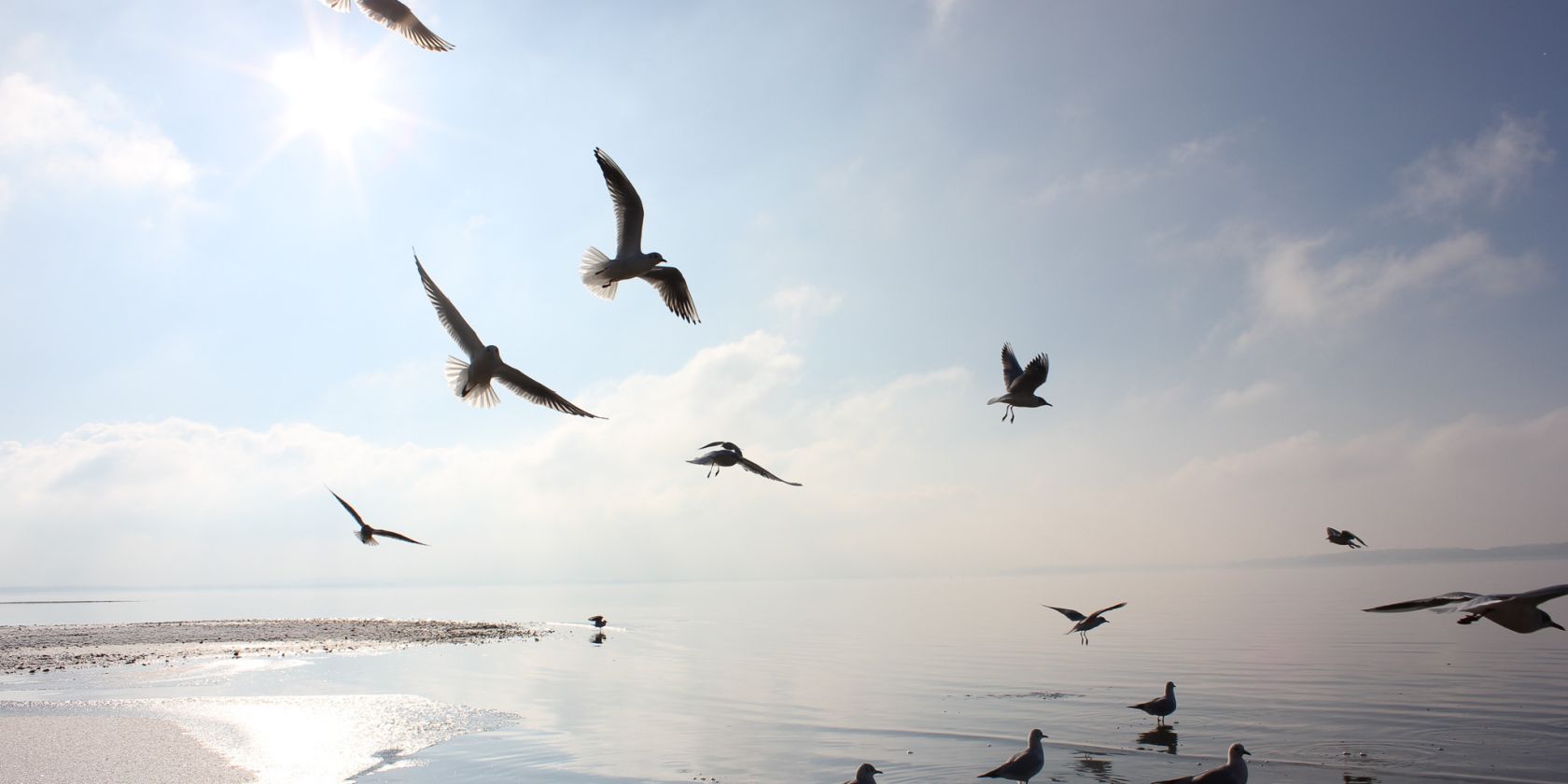 Vögel am Chiemsee, © Tourist-Info Seebruck
