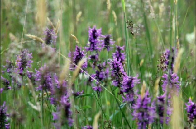 Tagesausflug ins Ausseerland mit dem Gartenbauverein Traunstein