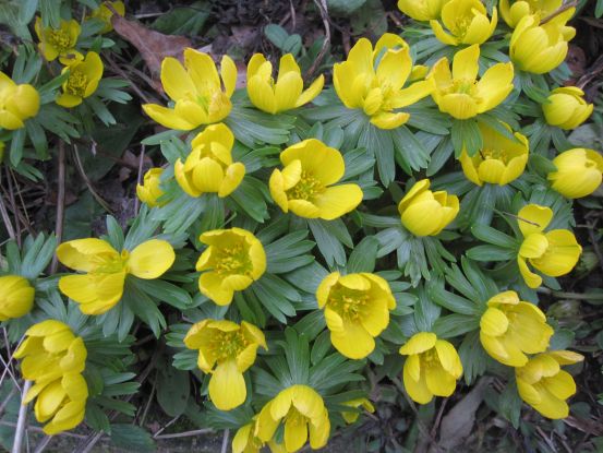 Winterlinge 2022 quer, &copy; Tourist-Info