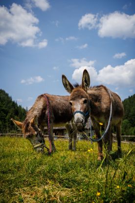 Wanderung mit Esel Uschi und Elsa, © Ruhpolding Tourismus / Andreas Plenk