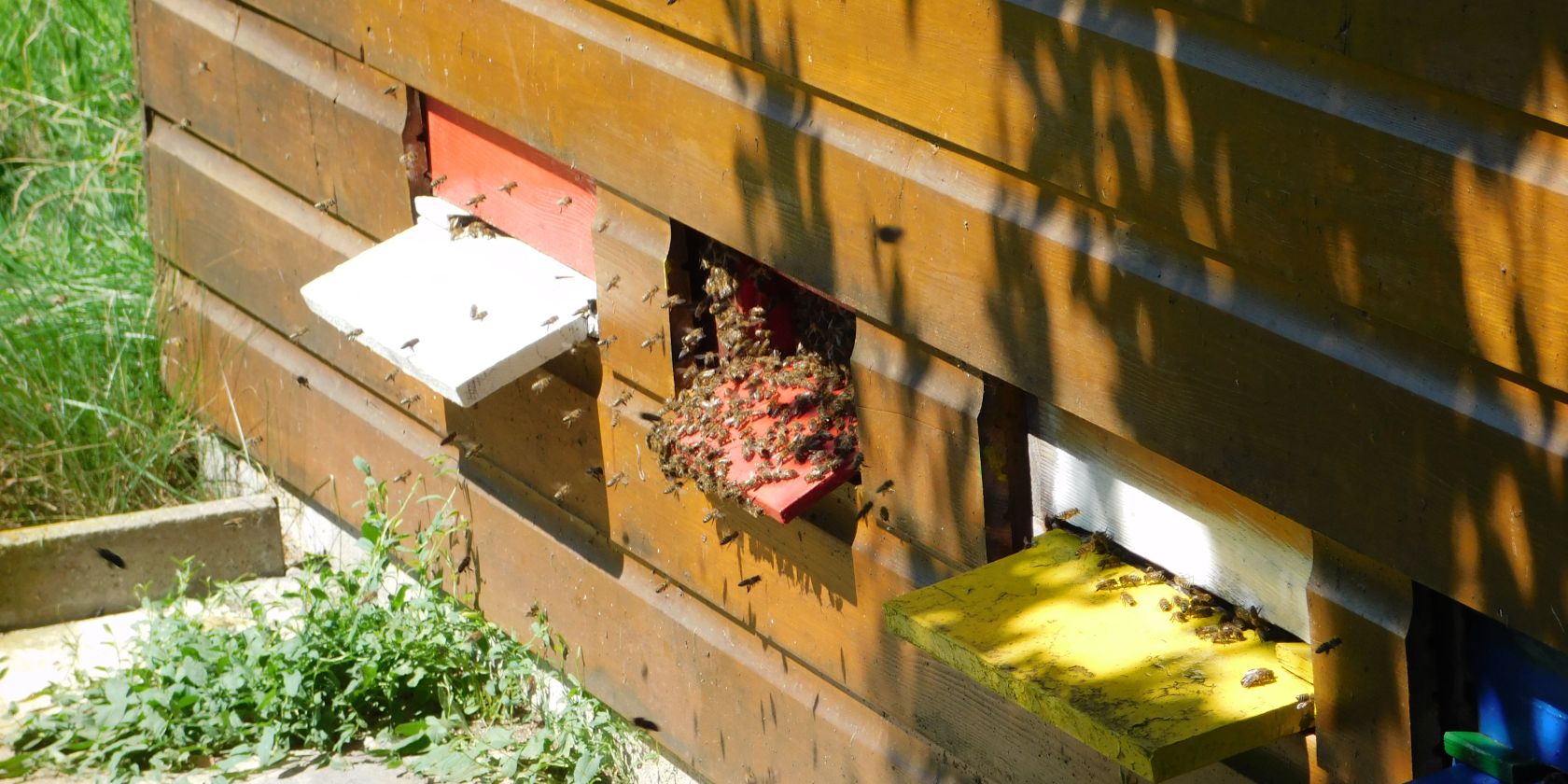 Bienen, &copy; Monika Linner