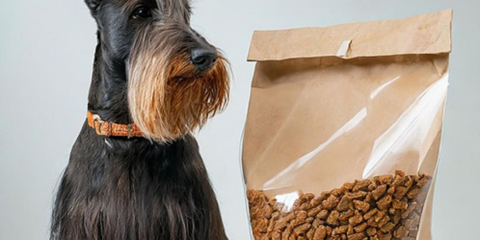 Hundeernährung