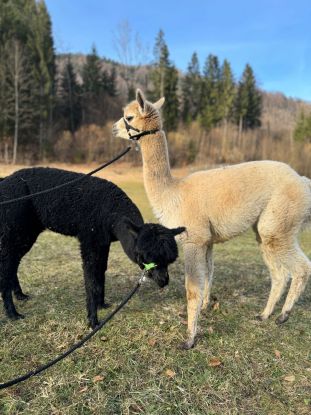 Alpaca tour, © Ruhpolding Tourismus