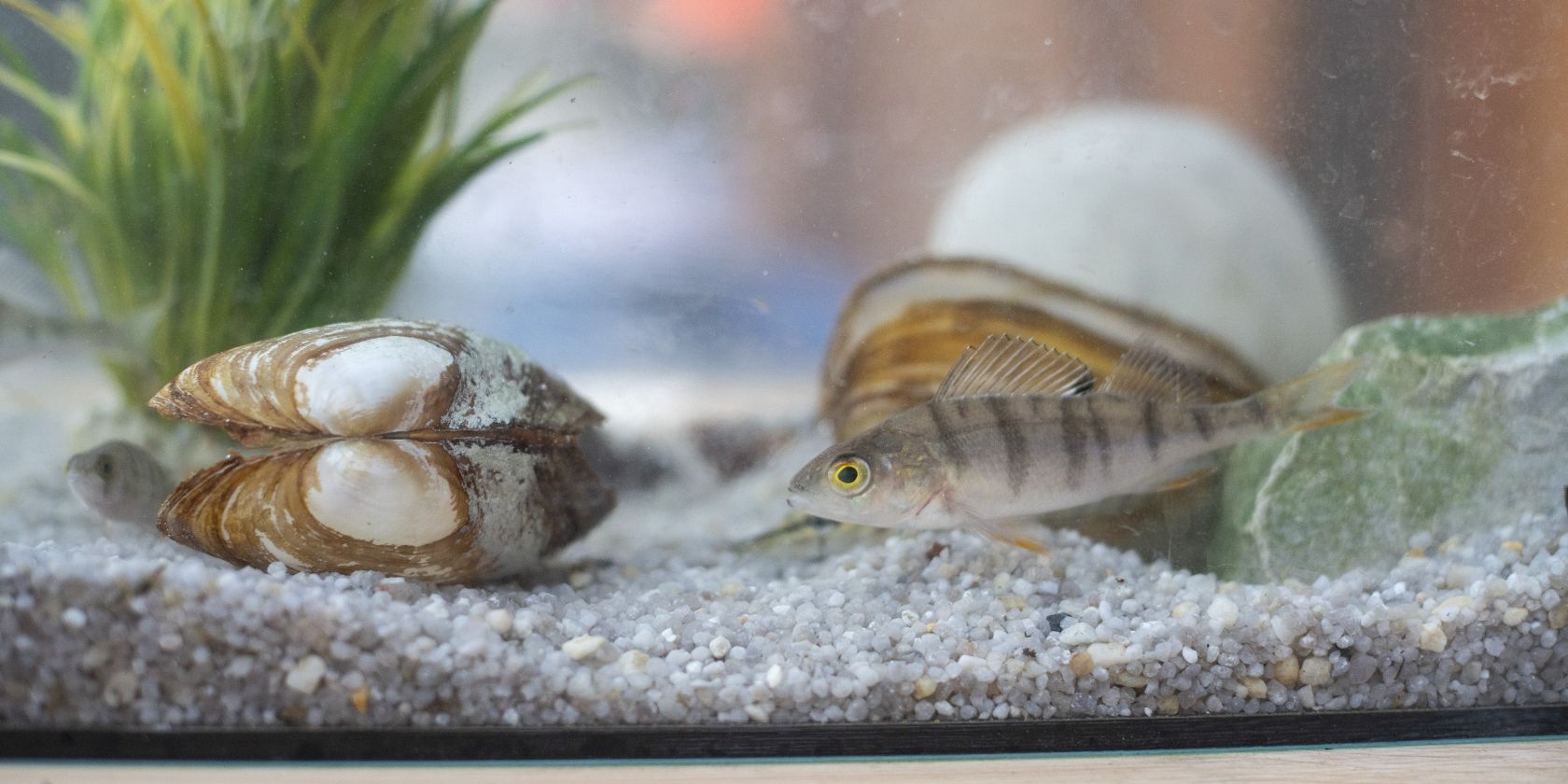 Muschel und Fisch, © Fischereifachberatung des Bezirks Oberbayern