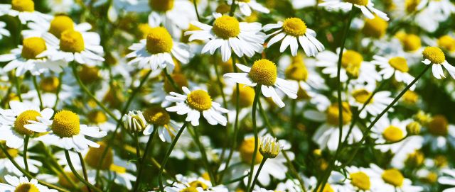 Kamillenblüten, © Pixabay
