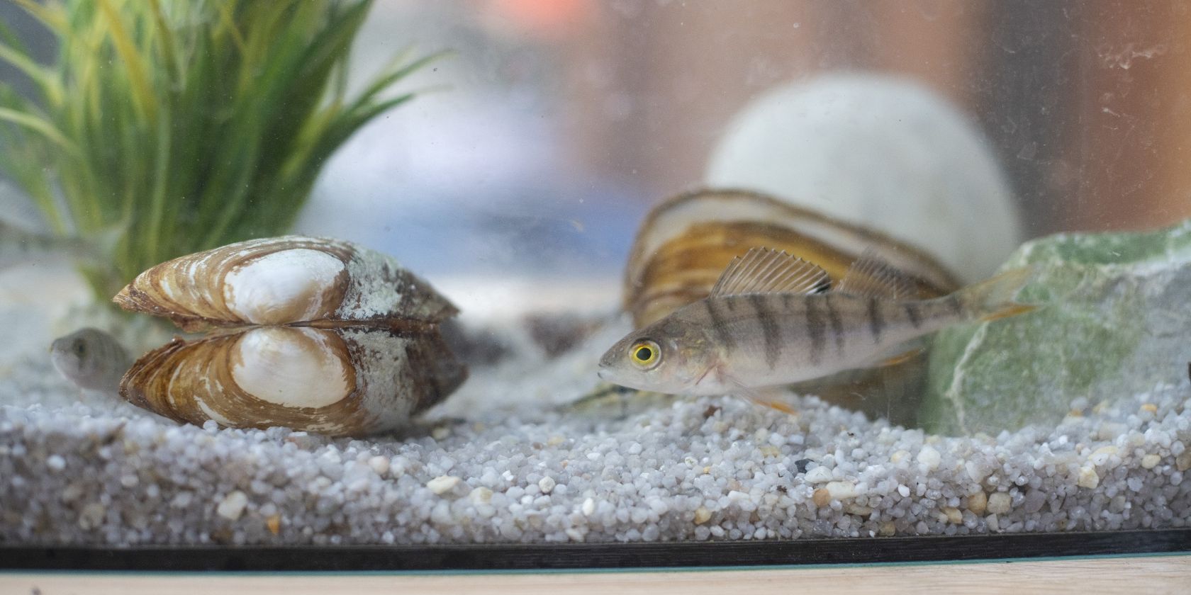 Fisch & Muschel, © Fischereifachberatung des Bezirks Oberbayern