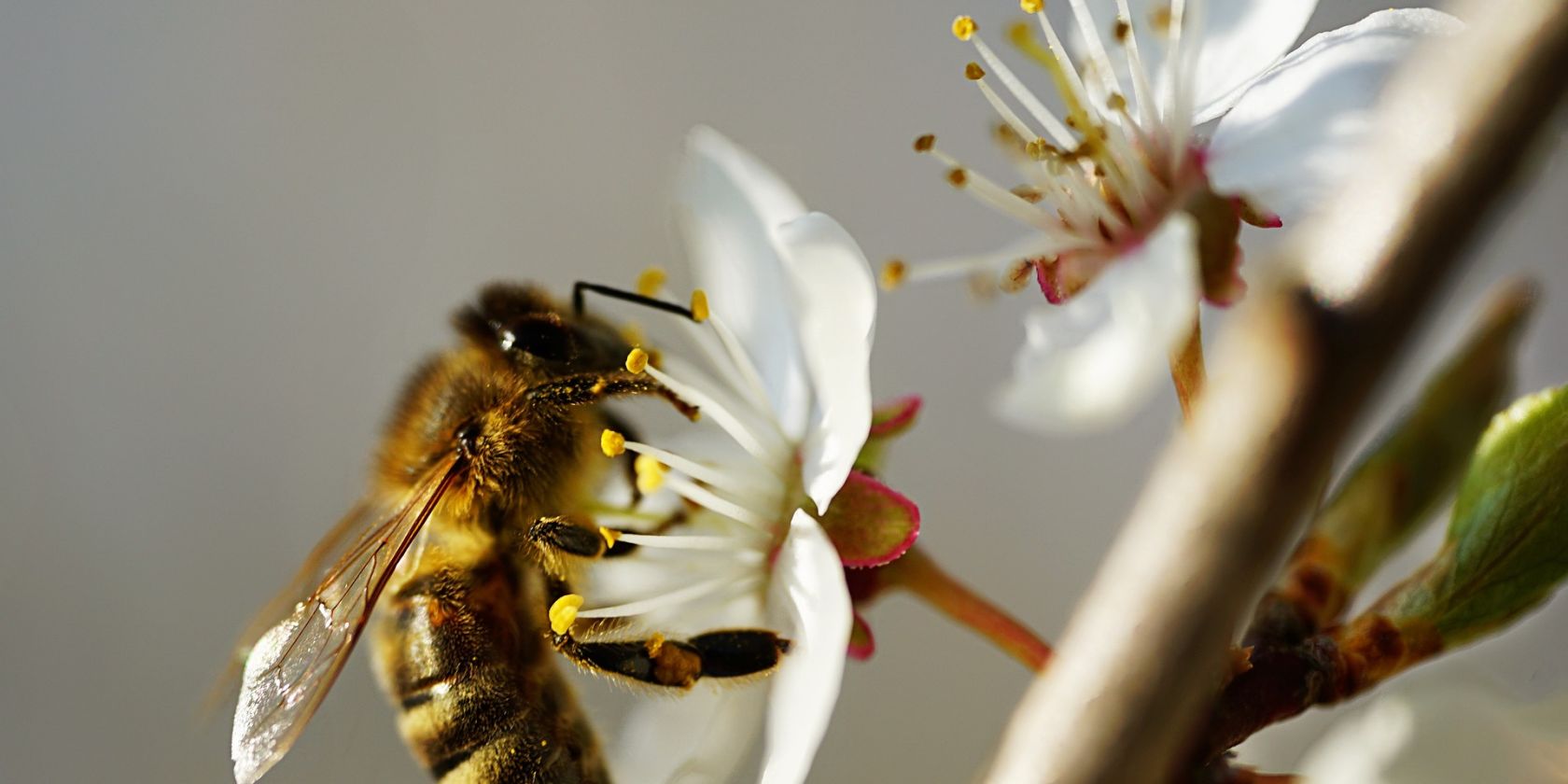 welt-der-bienen-bild-pixabay, © Pixabay