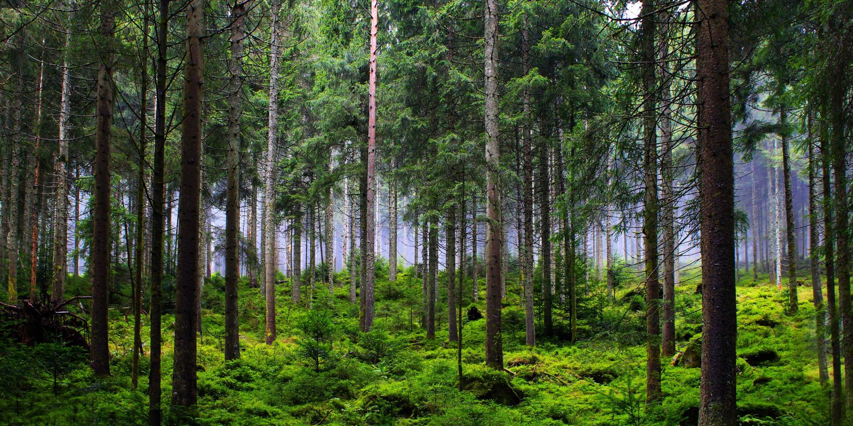 Wald, &copy; pixabay