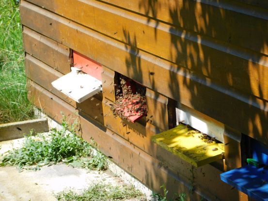 Bienen, &copy; Monika Linner