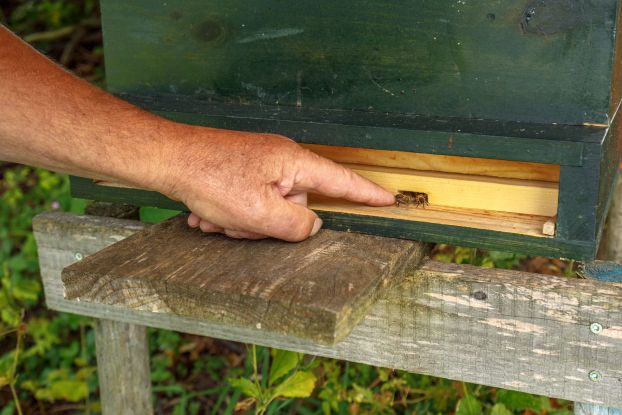 Beekeeping hike - "From Blossom to Honey", © Ruhpolding Tourismus / Andreas Plenk