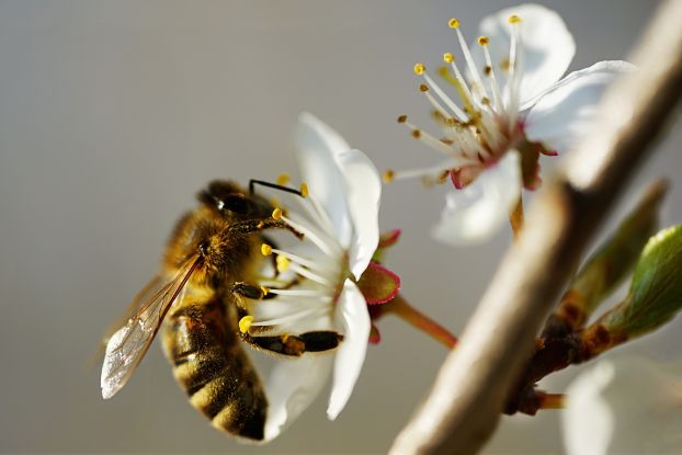 welt-der-bienen-bild-pixabay, © Pixabay