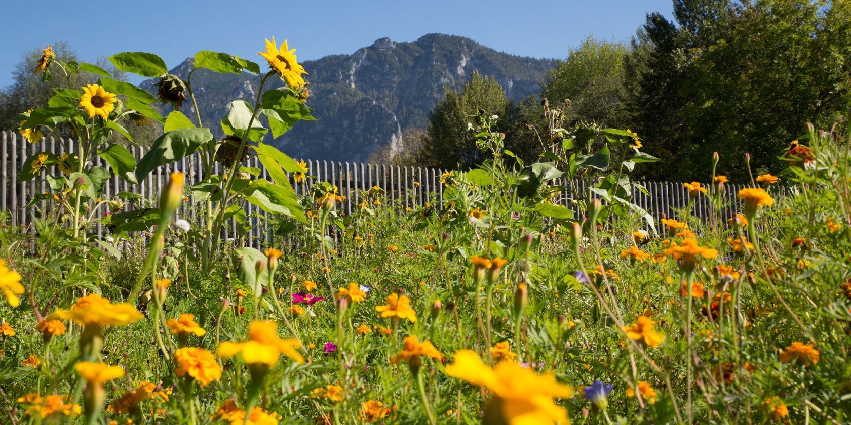 Sommerblumen im Inzeller Kurpark, © Inzeller Touristik GmbH