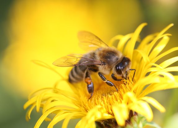 Welt der Bienen, &copy; Pixabay