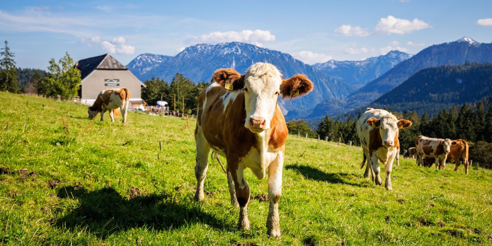 Hocherbalm, © Ruhpolding Tourismus / Andreas Plenk