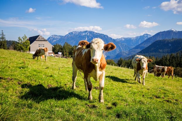 Hocherbalm, © Ruhpolding Tourismus / Andreas Plenk