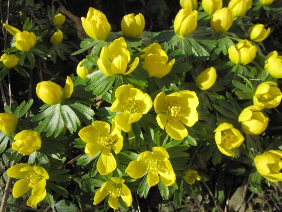 Winterlinge 2022 Querformat, &copy; Susanne Pfliegl