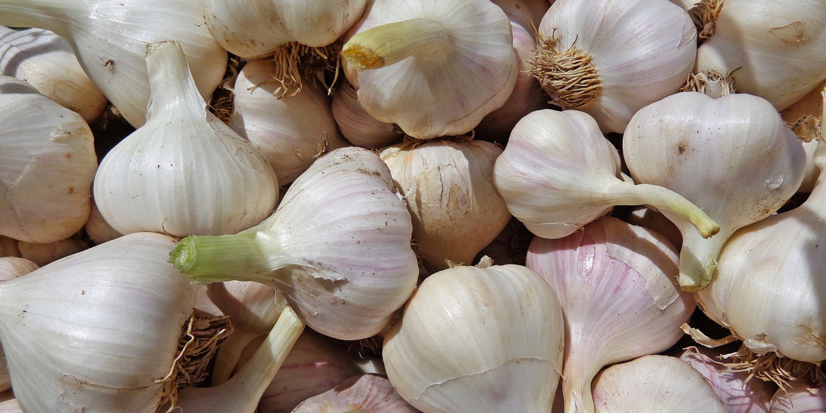 Knoblauch