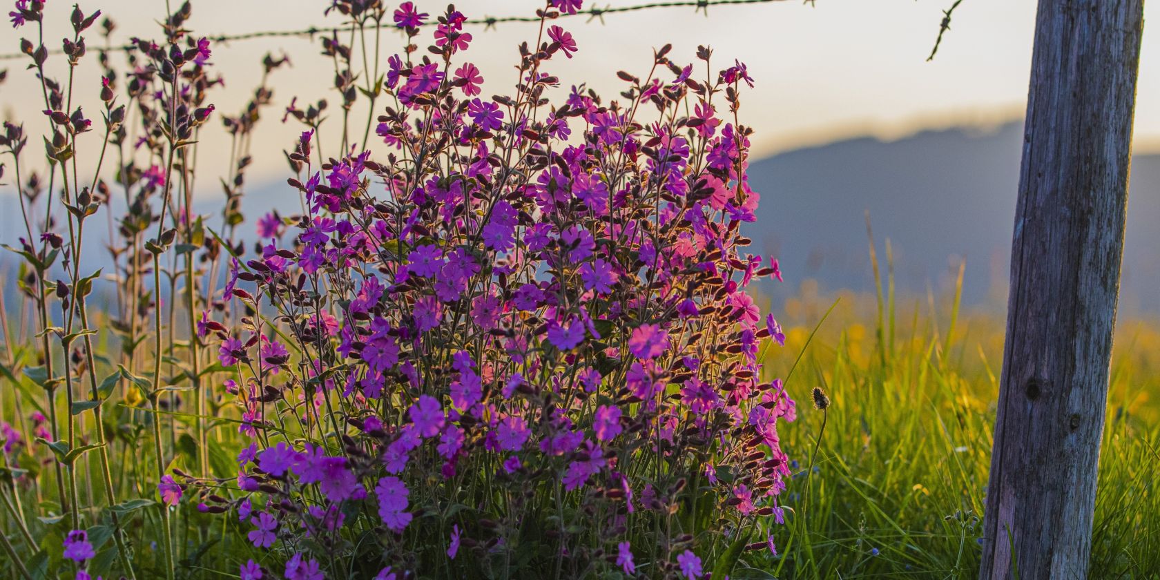 Kräuter am Wegesrand, © Inzeller Touristik GmbH