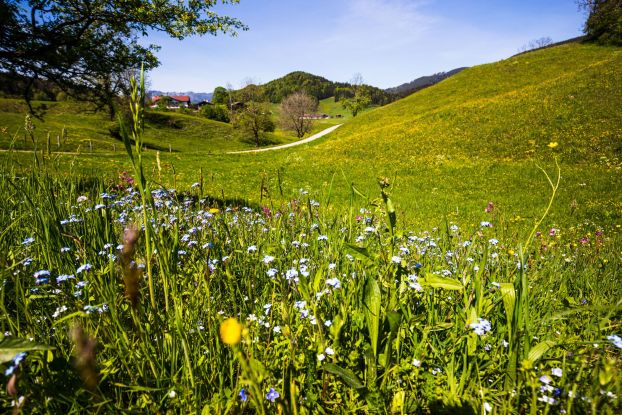 Kräuterwanderung im Ruhpoldinger Tal, © Ruhpolding Tourismus / Andreas Plenk