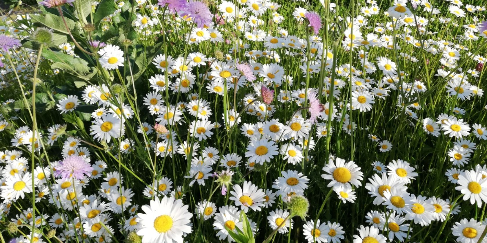 Blumenwiese