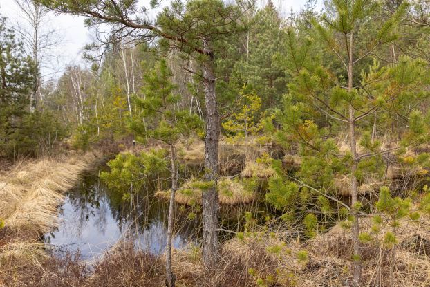 Demelfilz, © Tourist-Info Waginger See