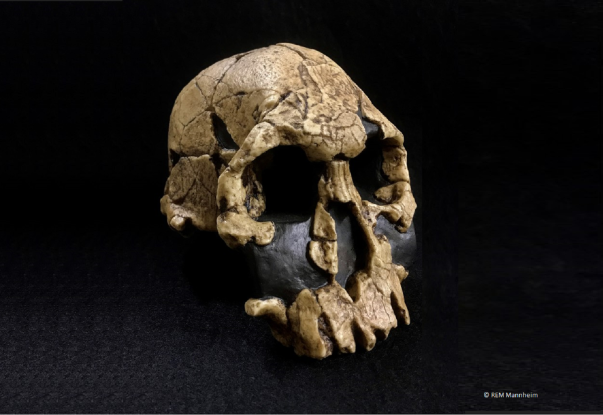 homo-rudolfensis-mit-copyright_1, © REM Mannheim